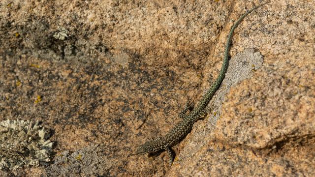 Lézard de Guadarrama
