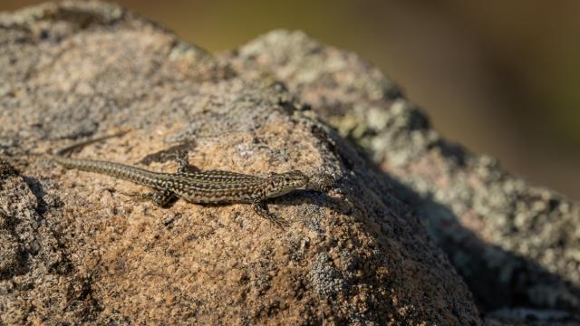 Lézard de Guadarrama