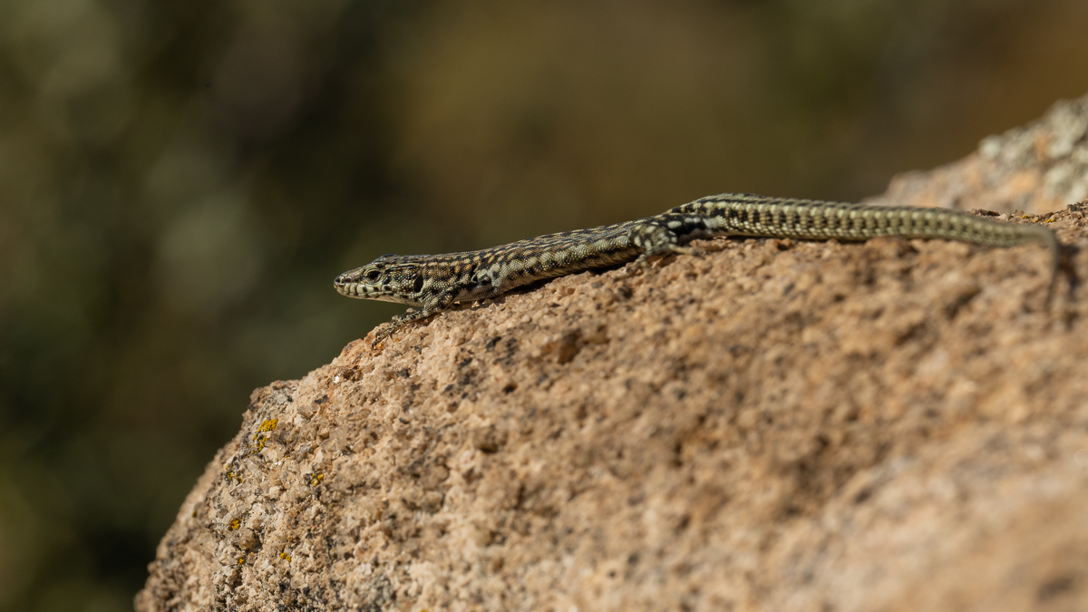 Lézard de Guadarrama