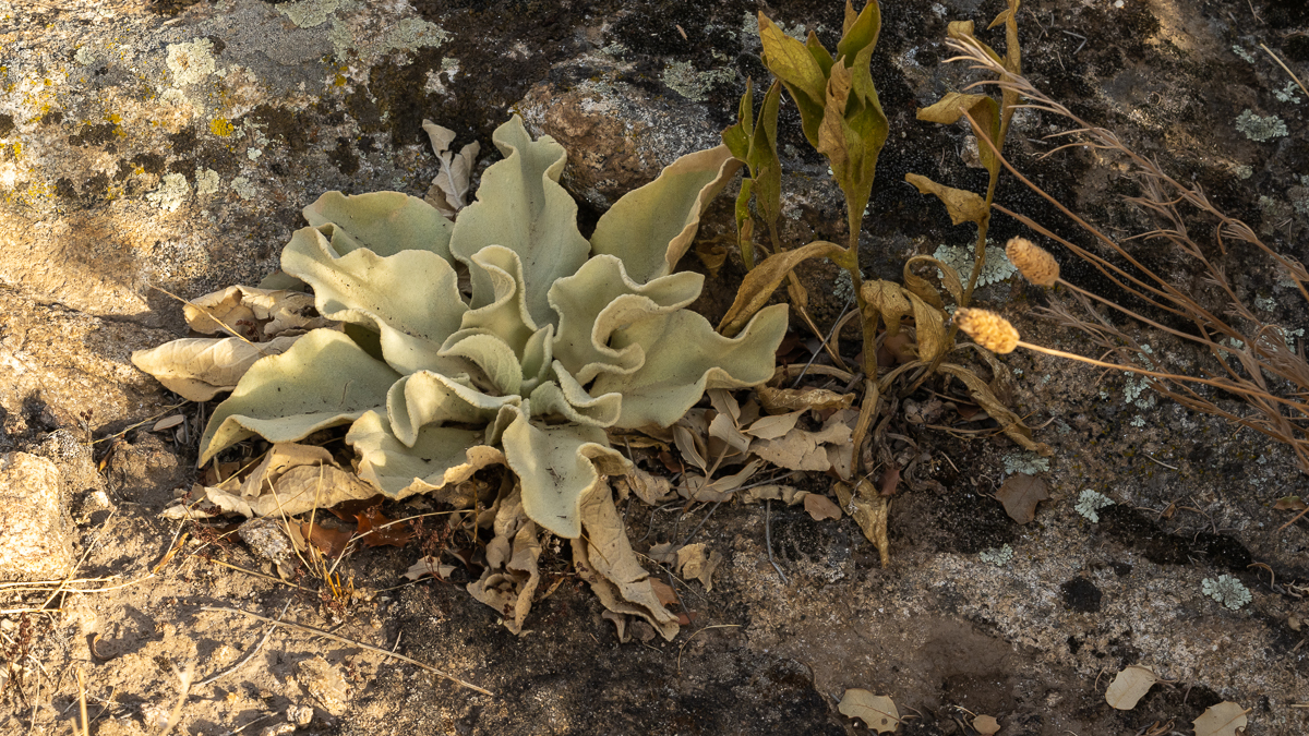 Verbascum rotundifolium