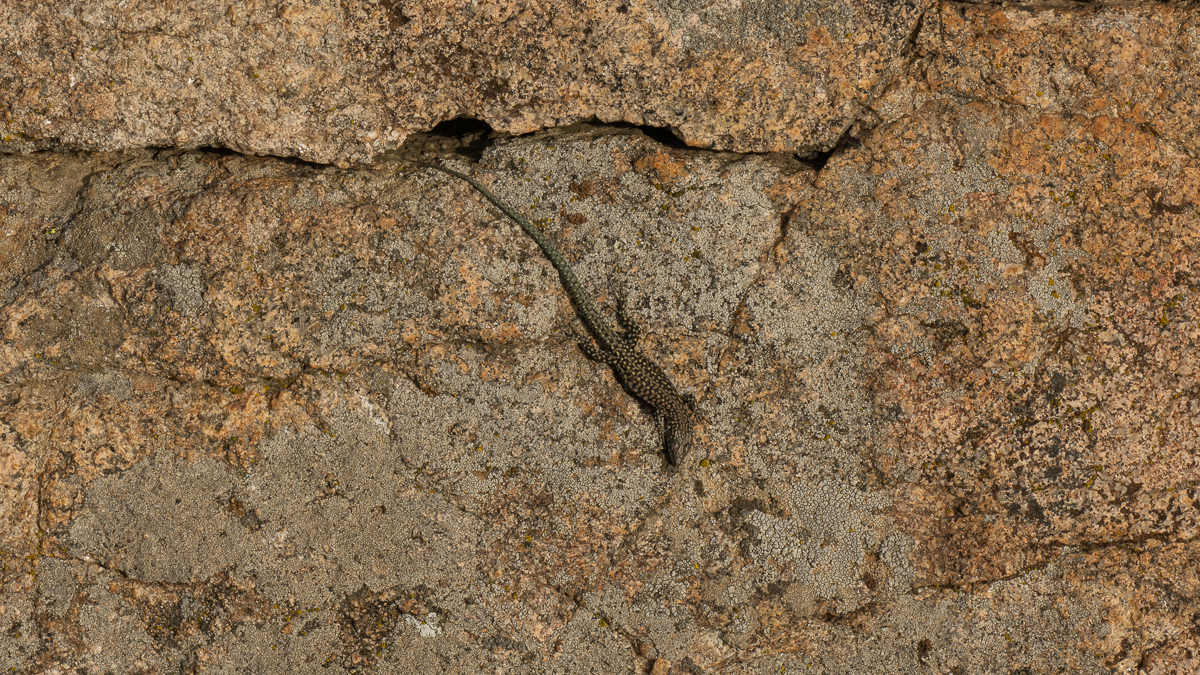 Lézard de Guadarrama