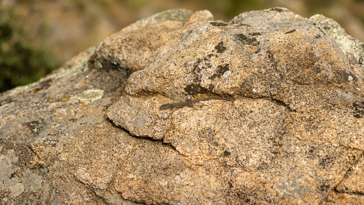 Lézard de Guadarrama