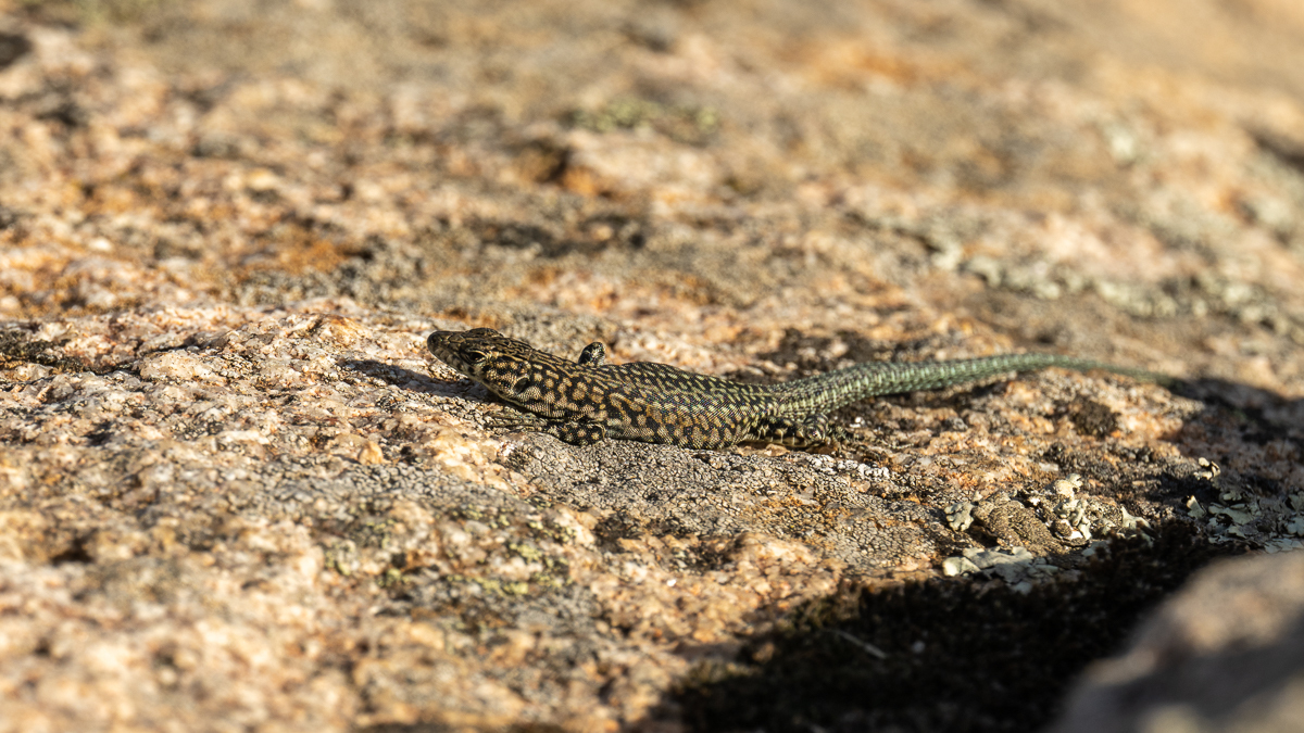 Lézard de Guadarrama
