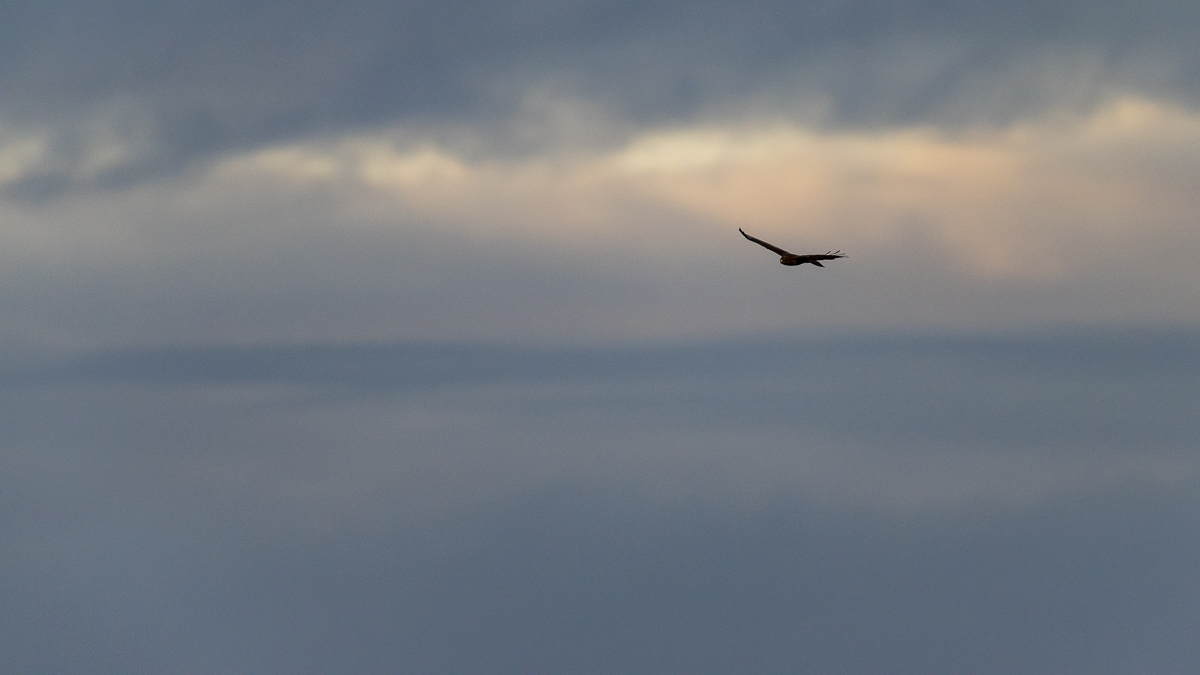 Buse variable