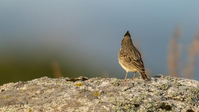 Cochevis de Thékla
