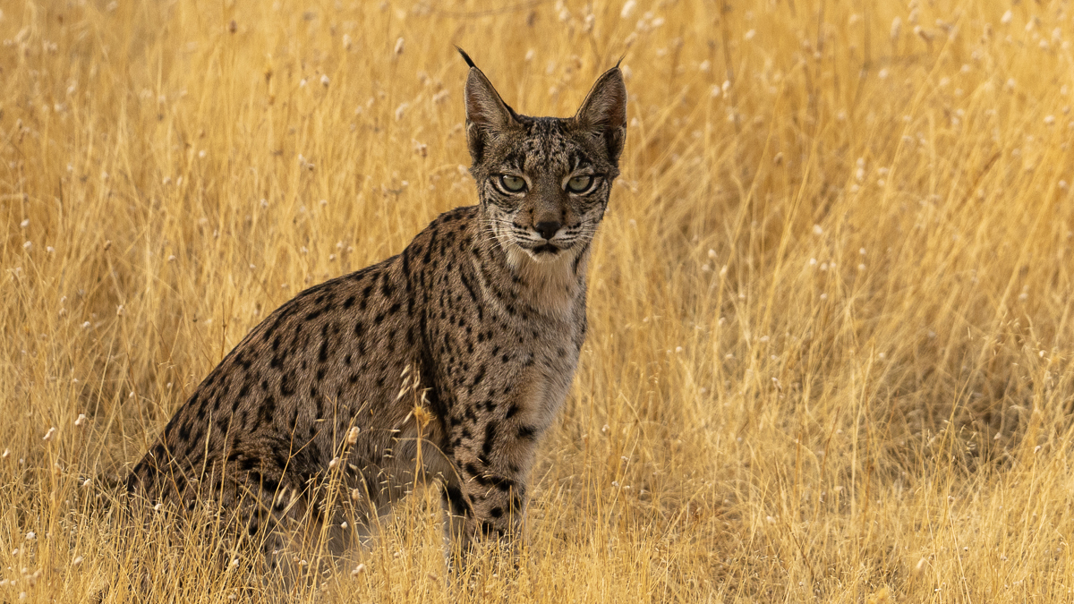 Lynx ibérique
