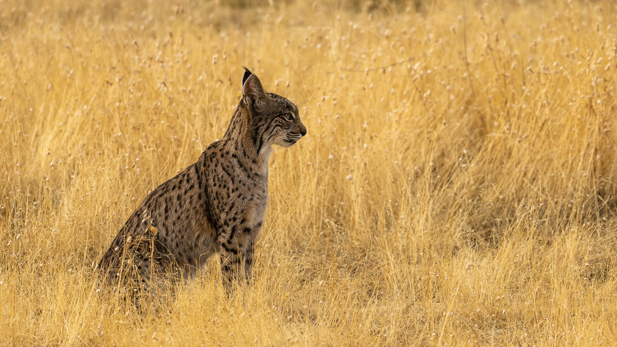 Lynx ibérique