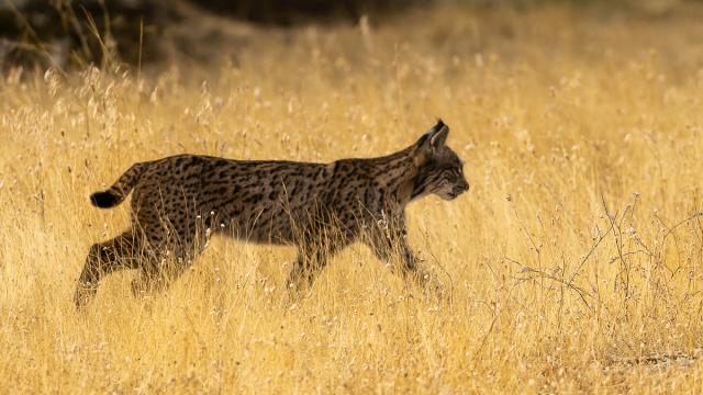 Lynx ibérique