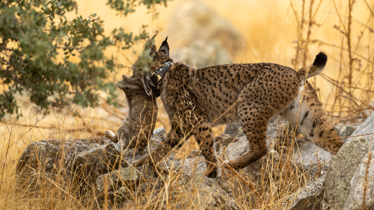 Lynx ibérique