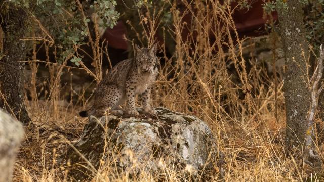 Lynx ibérique