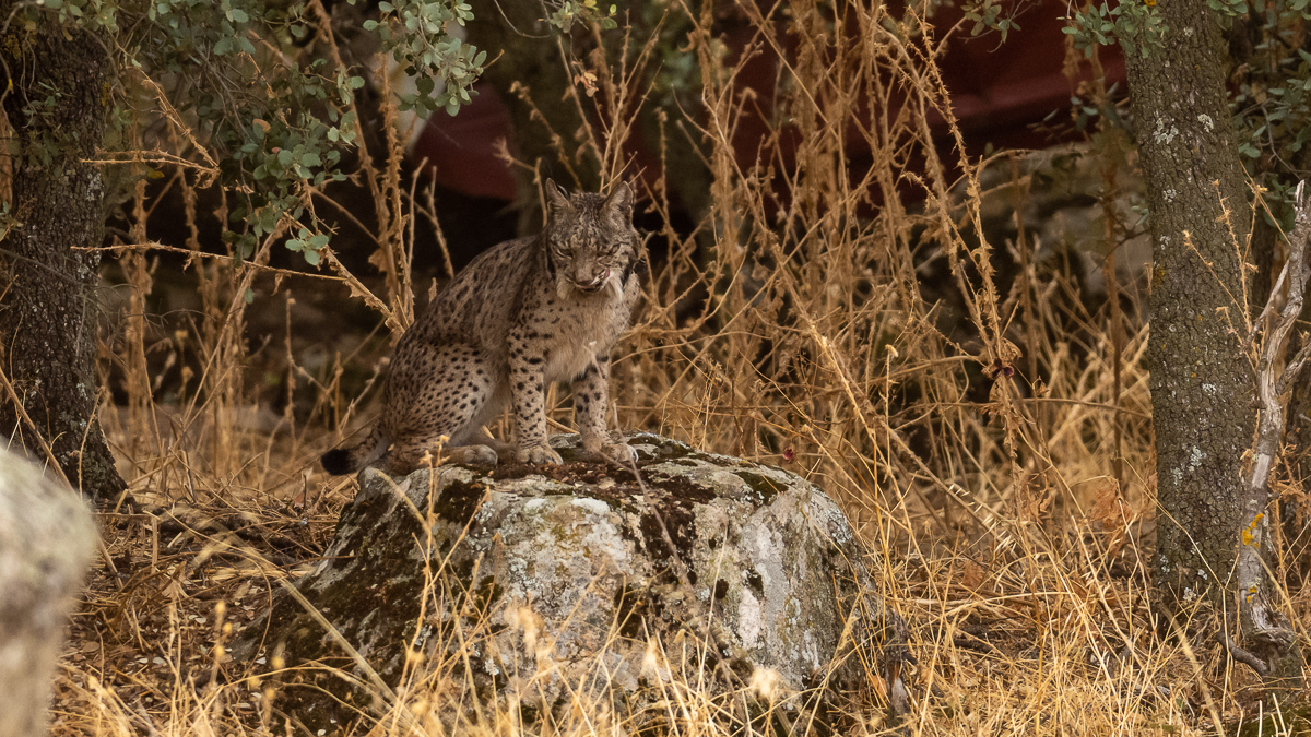 Lynx ibérique