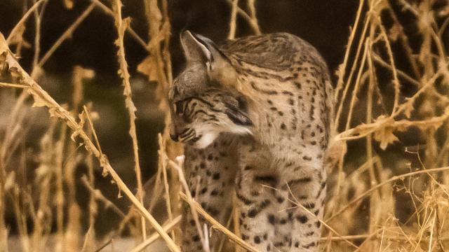 Lynx ibérique