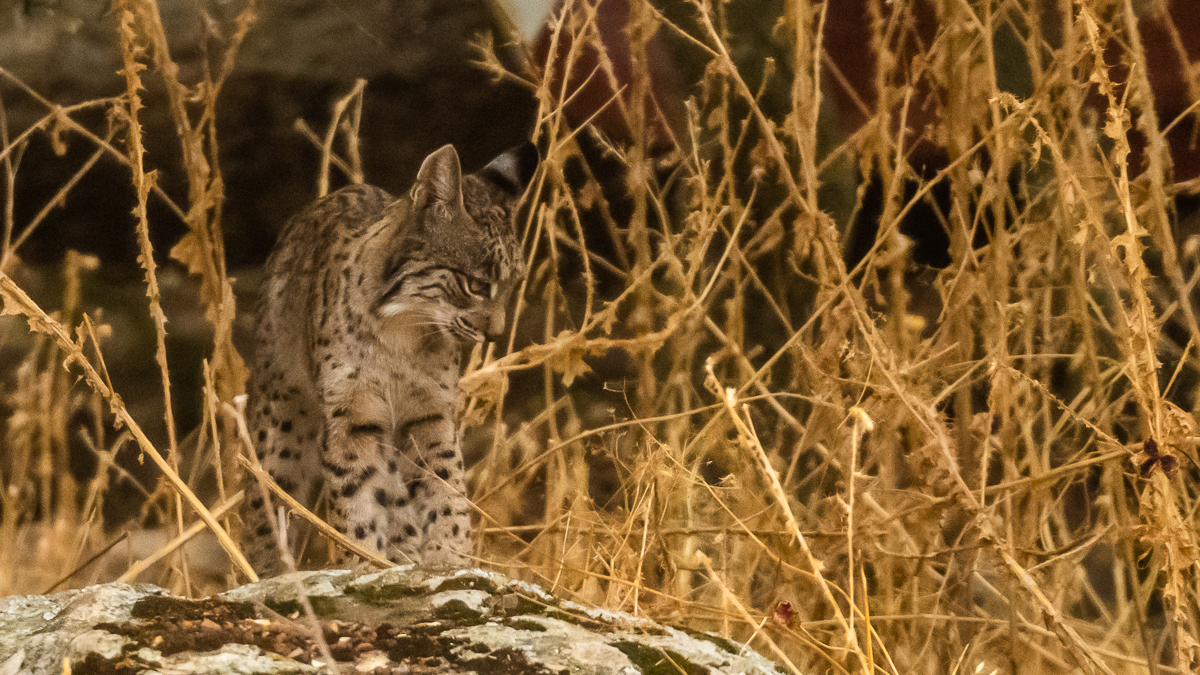 Lynx ibérique