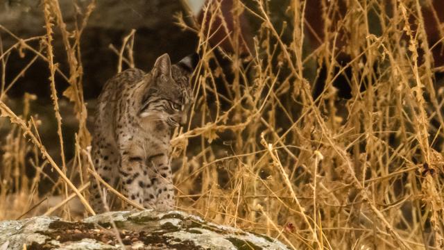 Lynx ibérique