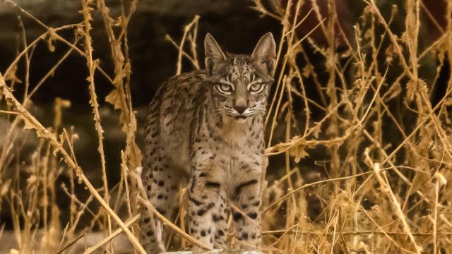 Lynx ibérique