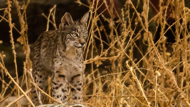 Lynx ibérique