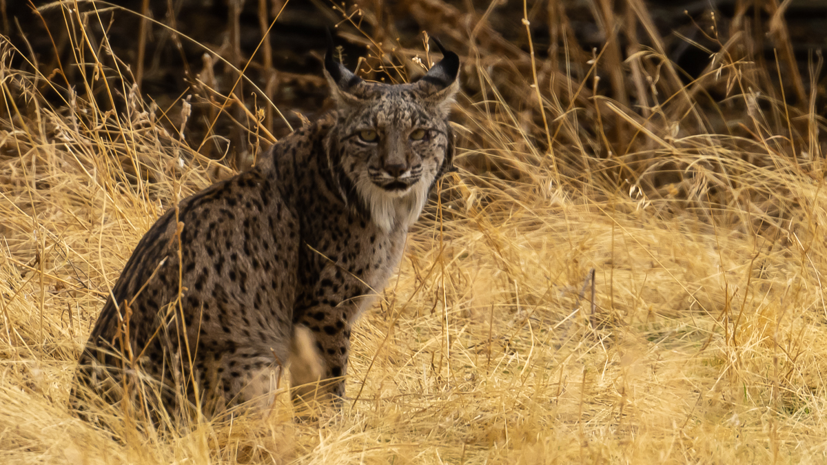 Lynx ibérique