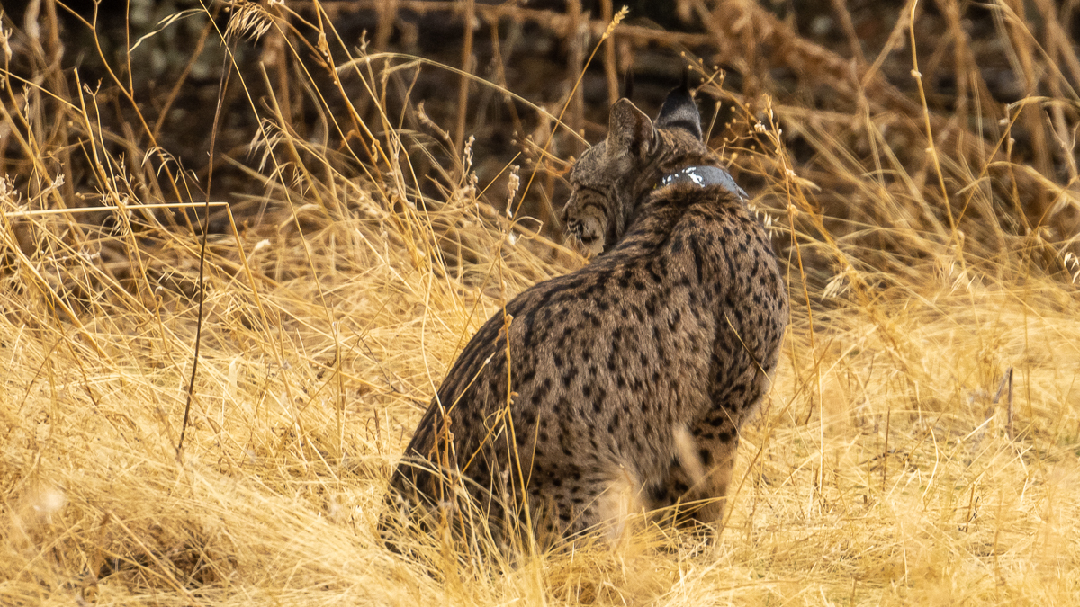 Lynx ibérique