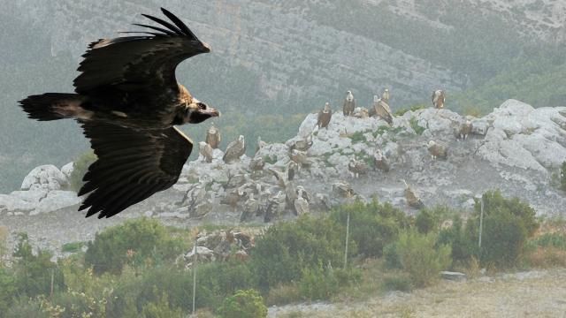 ww-aemonachus0902-1254