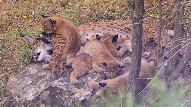 Lynx ibérique