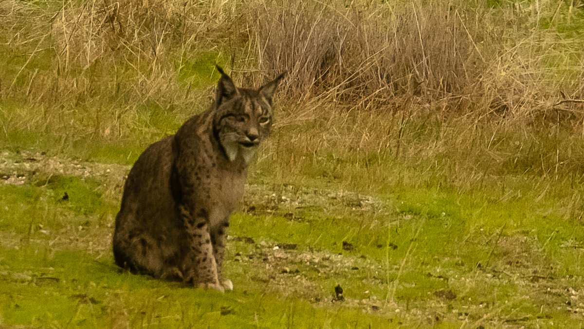 Lynx ibérique