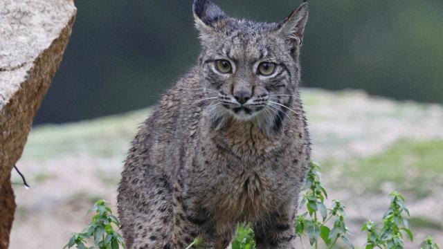Lynx ibérique