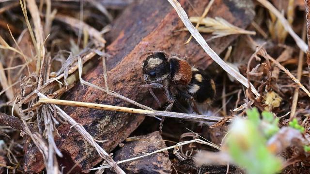 Ronisia barbarula