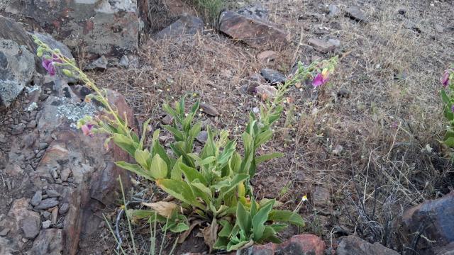 Digitalis thapsi