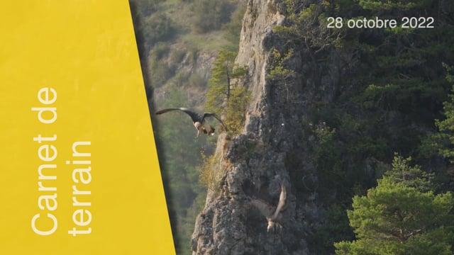 Gypaetus barbatus-281022