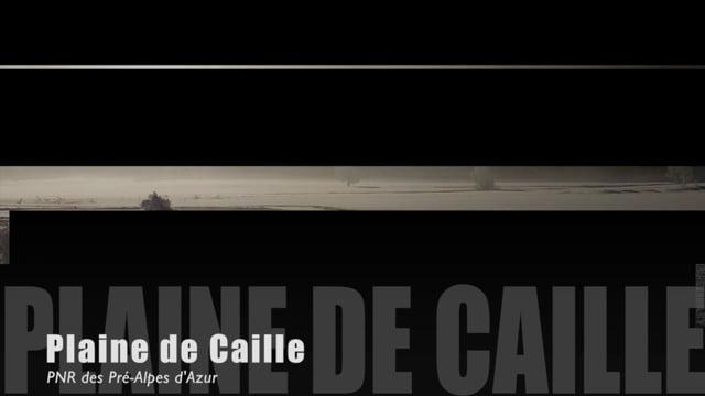 Teaser-Caille