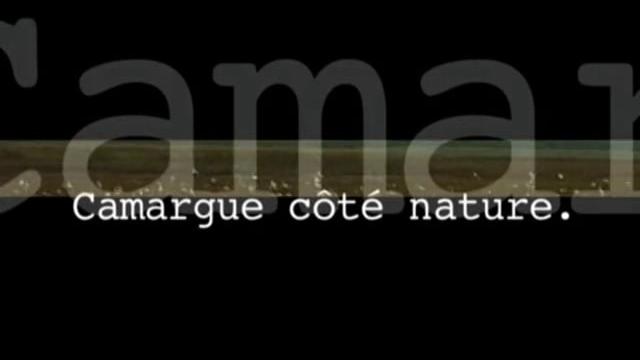 Teaser-Camargue