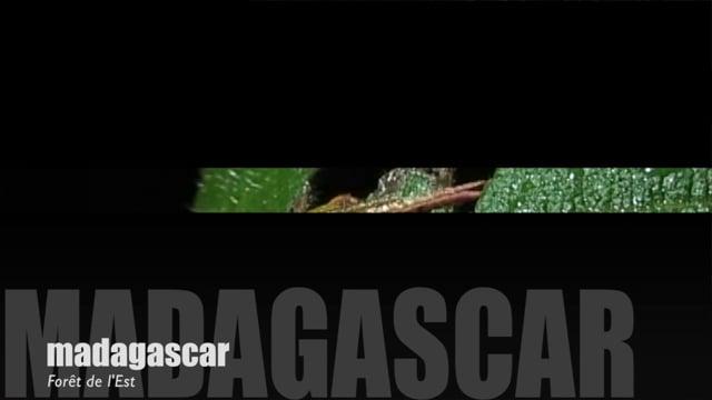 Teaser-Madagascar