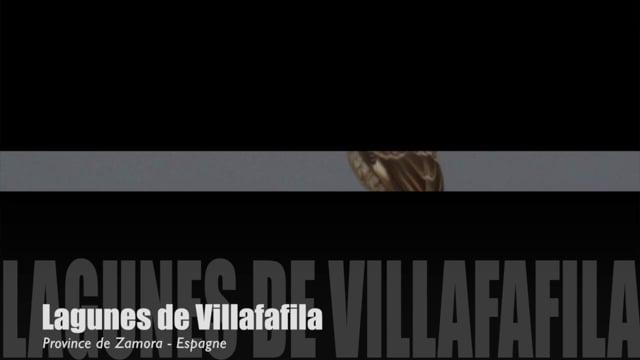Teaser-Villafafila