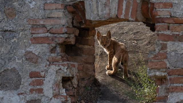 Projet Lynx (& autres prédateurs)