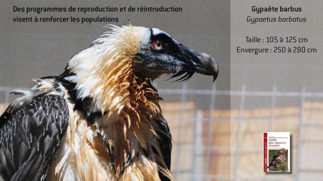 ww-gbarbatus5