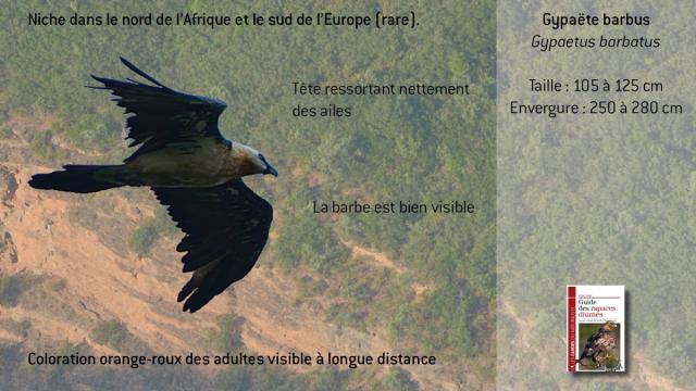 ww-gbarbatus3