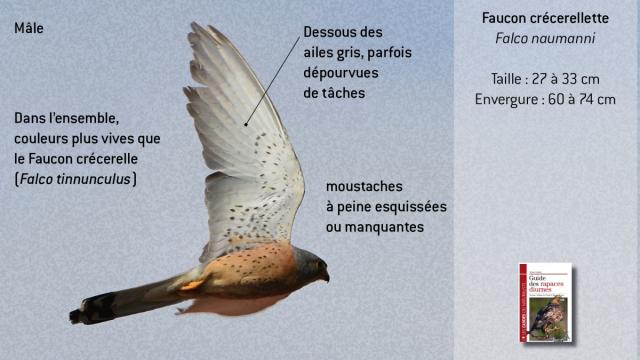 ww-fnaumanni5
