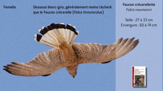 ww-fnaumanni6