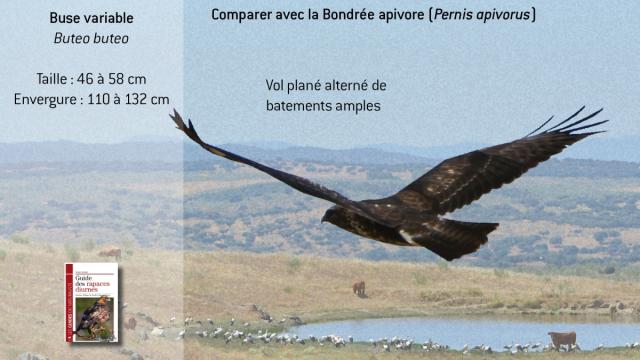 ww-bbuteo5