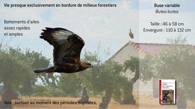 ww-bbuteo4