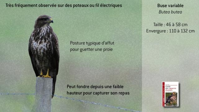 ww-bbuteo3
