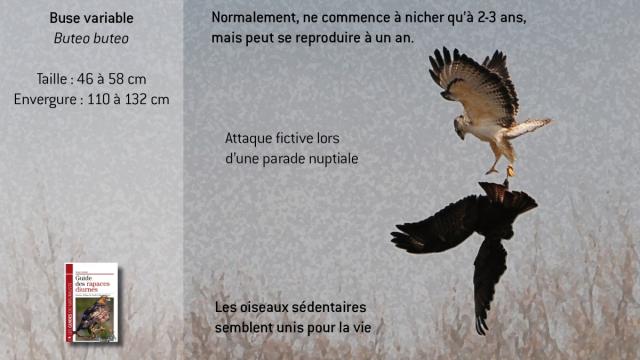 ww-bbuteo2