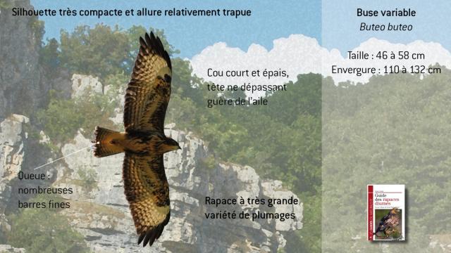 ww-bbuteo1