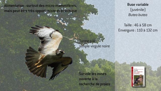ww-bbuteo-juv2