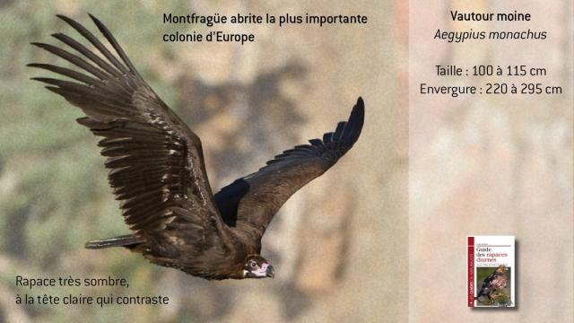 ww-aemonachus5