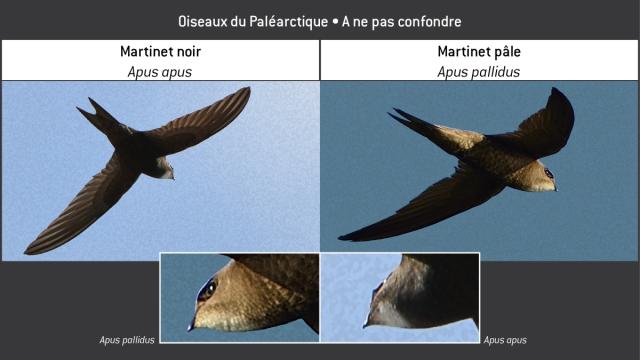 Clé-Oiseaux06-aapu-apal