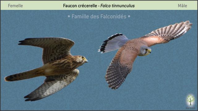 Clé-Oiseaux05-ftinnunculus