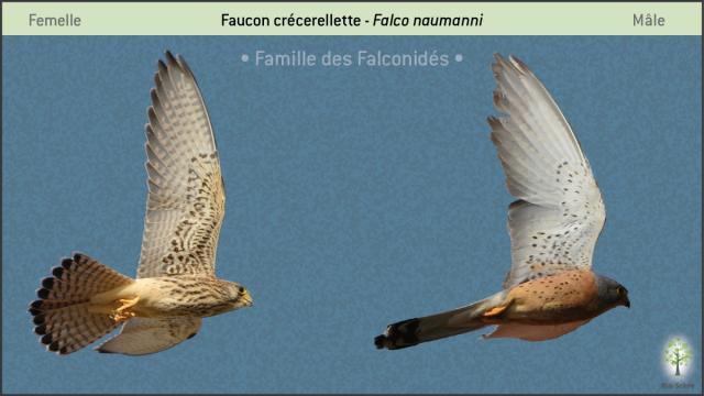 Clé-Oiseaux04-fnaumanni