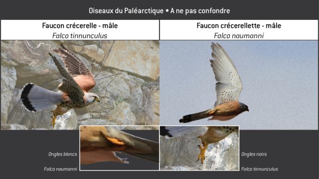 Clé-Oiseaux03-ftin-fnau