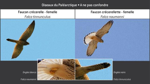 Clé-Oiseaux02-ftin-fnau
